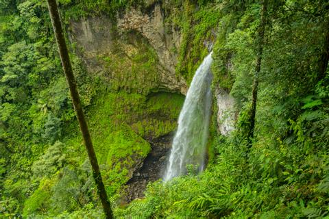 Children's Eternal Rainforest Pocosol Station